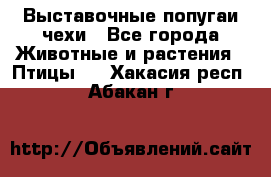 Выставочные попугаи чехи - Все города Животные и растения » Птицы   . Хакасия респ.,Абакан г.